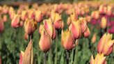 Tourists descend on Holland for Tulip Time