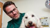 New tricks to help care for your old dog