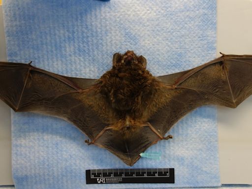 新北市民在家撿到蝙蝠有「麗莎病毒」 疾管署曝關鍵SOP