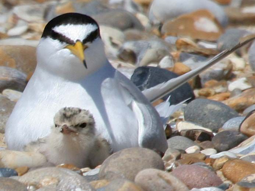 Campaign begins to protect beach-nesting birds