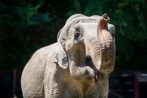 Point Defiance Zoo remembers beloved elephant ‘Suki’