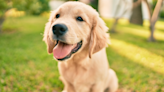 Golden Retriever Puppy's First Pool Day Is Giving People Life