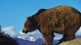 Frontier myth vilified the California grizzly. Science tells a new story.