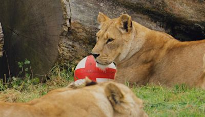 Longleat lion Harry Mane proves to be ultimate goal predator