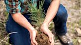 Giant to award $100K in grants for planting of native trees