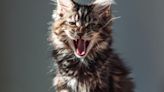 Kitty-Themed Crypto Pumps 65% In Anticipation Of 'Roaring Kitty' YouTube Livestream, Trading Volume More Than Doubles - GameStop...