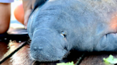 8 manatees from Cincinnati Zoo, Columbus Zoo shipped to Florida awaiting release