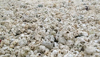 La playa de las Islas Canarias que tiene palomitas en lugar de arena