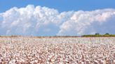 Trust Protocol cotton grower enrolment up 35% in 2024