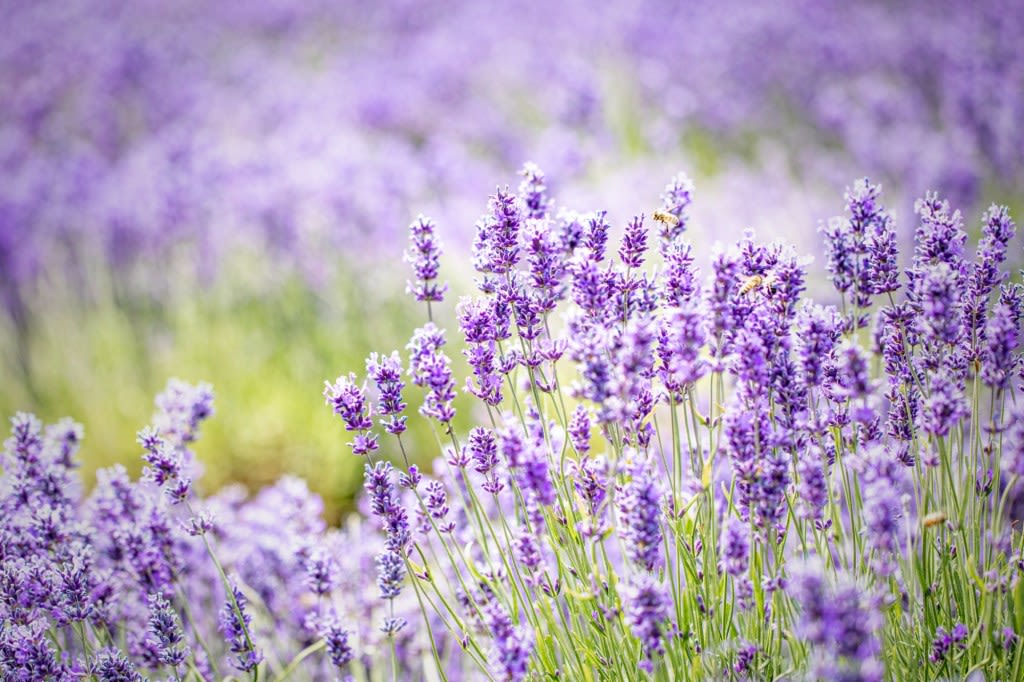 Lavender plants are a fresh, fragrant addition to your garden
