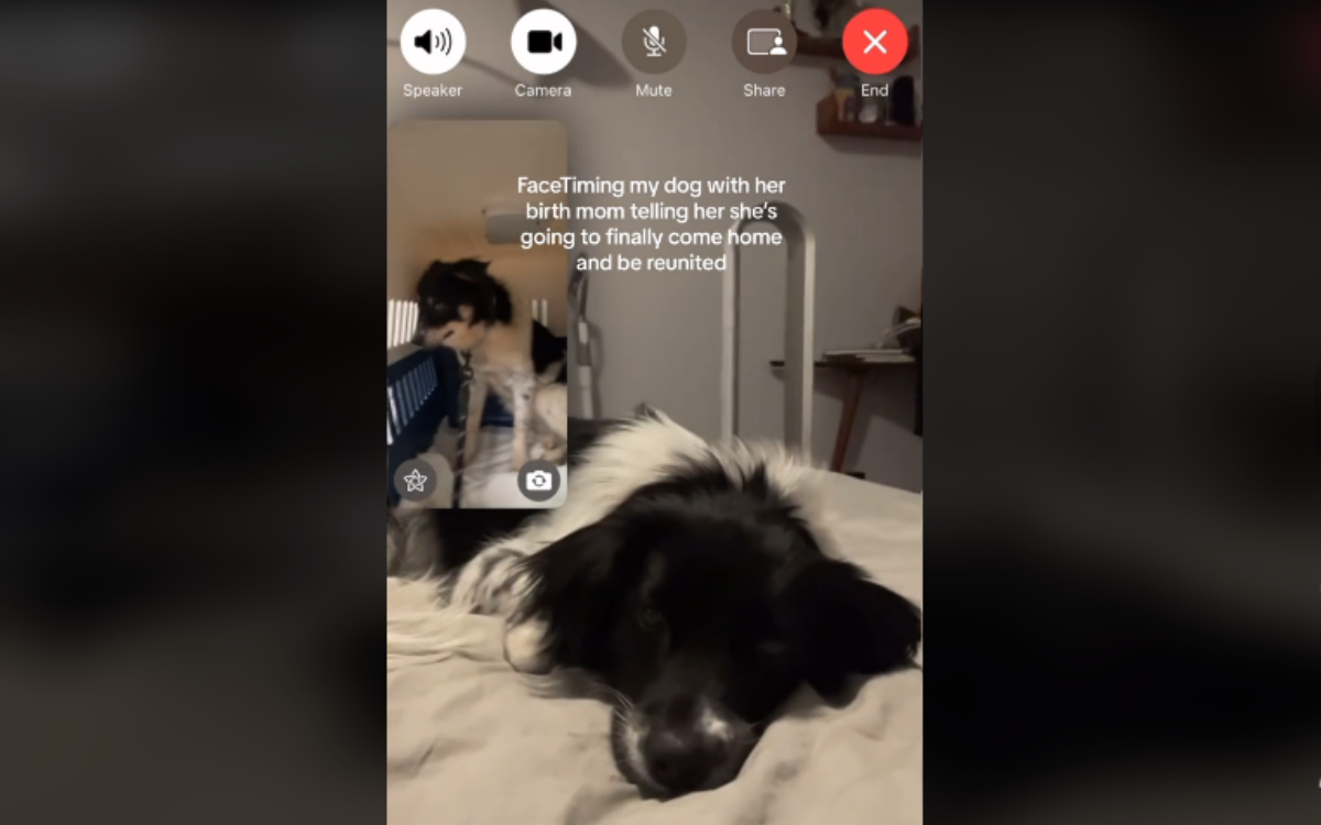 Watch moment rescue dog FaceTimes birth mom to reveal life-changing news