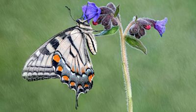 "Macro photography is complicated," admits nature photographer Tony North