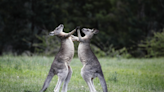 Boxing Kangaroos Totally Duke It Out at Nashville Zoo