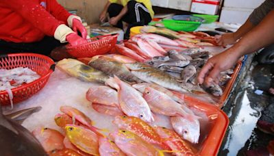 環團公布魚市場24種樣本未達成魚基準 批台灣海洋過度捕撈