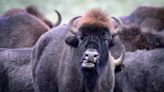 The power and beauty of bison in images