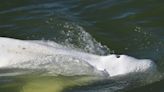 French officials are trying to rescue a malnourished beluga whale trapped in the River Seine with a vitamin cocktail