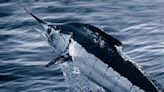 Hooked marlin does a U-turn, kills fishermen’s boat motor