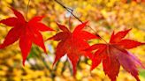 These Japanese maples will bring a world of autumnal colour to your garden