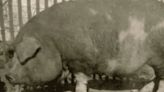 World’s biggest pig ‘Big Bill’ who weighed over a TONNE before tragedy