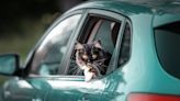 Maine Coon Cat Is So Excited To Go Hiking She Gets on Her 'Tippy Toes'