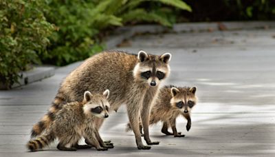 Ring Camera Catches Incredible Moment Family of Raccoons Falls Out of Porch Ceiling