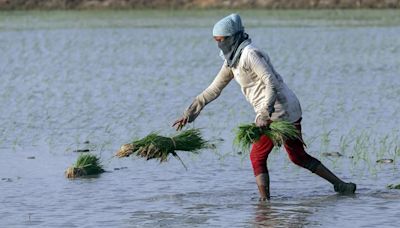 Good News: Farmers Of State To Get Rs 17,500/Hectare Bonus If They Do THIS Simple Thing