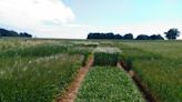 Barley plants fine-tune their root microbial communities through sugary secretions