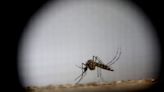 Con olores humanos como "cebos", crearon trampas para cazar al mosquito del dengue