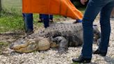 Court order sends alligator on 1,500 mile road trip from upstate New York to new home at Gator Country in Beaumont