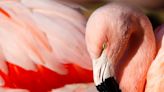 Wildlife experts excited by flamingo resurgence in Florida after a century of near extinction