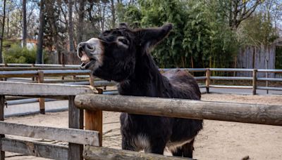 Impatient Donkey Waiting for Dinner Is Making Everybody LOL