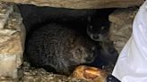 One proud papa: Punxsutawney Phil welcomes two new babies