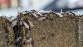 Flying ants to swarm UK but simple £1 hack can protect your home, says expert