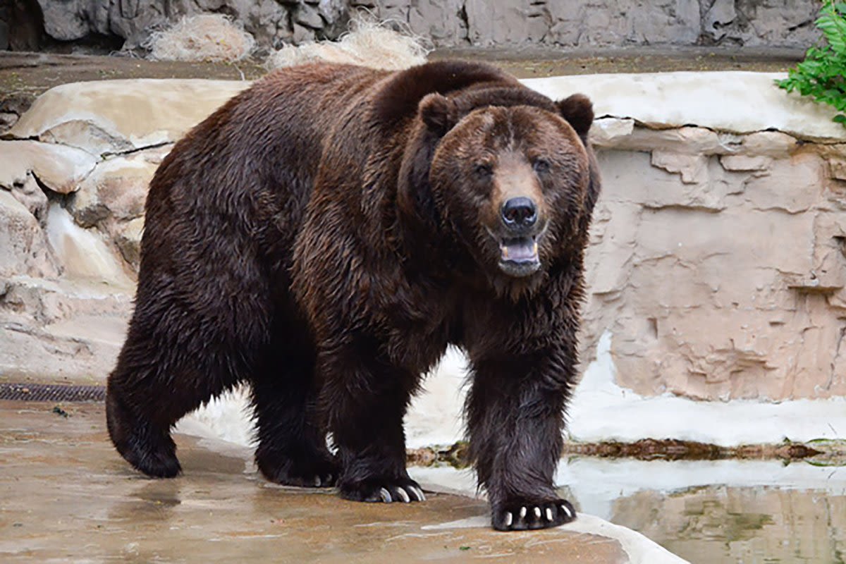 Montana man hospitalized after shooting, killing grizzly bear - UPI.com