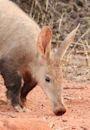 Aardvark