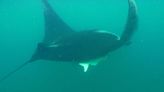 La lucha a contra reloj por salvar a las mantarrayas gigantes de Perú