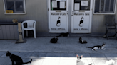 「貓之島」30萬隻貓染疫喪命 賽普勒斯用「人類新冠藥」救喵