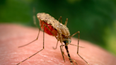 Ancient DNA Illuminates the History of Malaria, One of the World's Deadliest Diseases