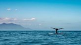 Whales and dolphins now have legal personhood in the Pacific – but one treaty won’t be enough to protect them