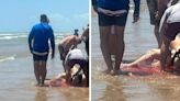 Vídeo: Quatro pessoas são atacadas pelo mesmo tubarão em praia do Texas, EUA; imagens fortes