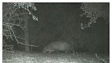 No, folks, that wasn't a chupacabra caught on camera in a Texas state park, just a badger