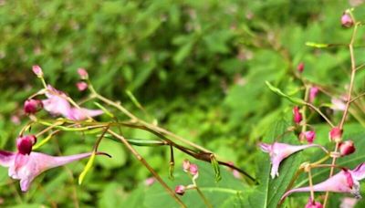 非觀霧限定！台大梅峰農場3特有種鳳仙花盛開 賞花一次滿足