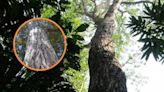 Este es el árbol de la selva tropical que combate la diarrea, calma la tos y alivia el dolor de muela