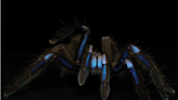 New "electrical" blue tarantula species discovered in Thailand