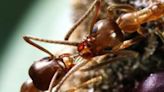 Study explores what happens if you give ants caffeine | FOX 28 Spokane