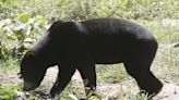 Un oso de un zoológico se hace viral en China por su aspecto humano