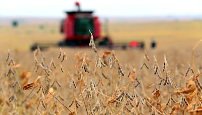 Agosto foi de baixa para commodities agrícolas