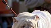 Georgia Bulldogs' Uga X mascot dies at 10