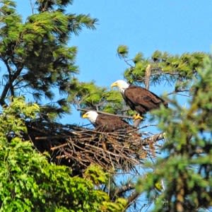 Bald eagles are back, but great blue herons paid the price