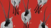 It takes up to 5 of these endangered antelopes to make one $20,000 shawl